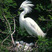 Snowy Egret